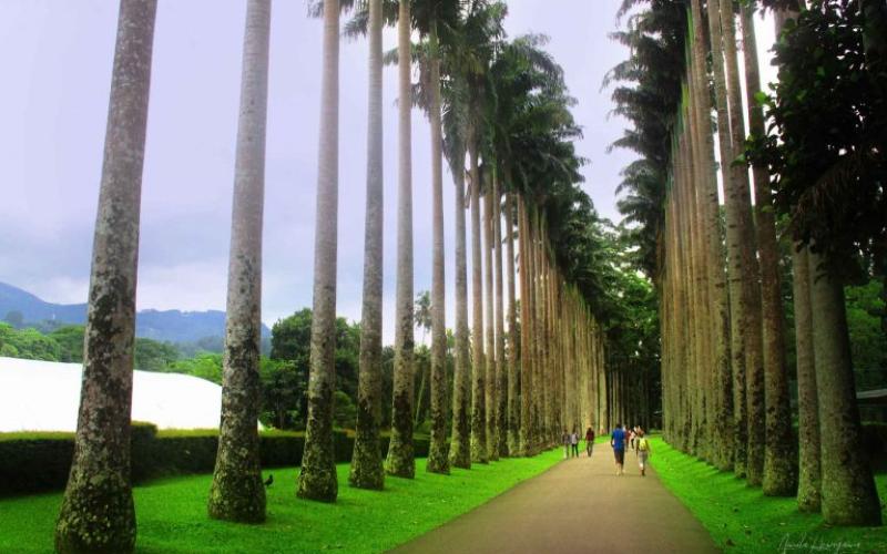 Royal Botanical Garden – Peradeniya